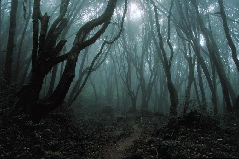 Темный лес Dark-forest