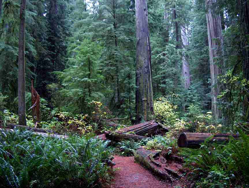 Download this Redwood Forest picture