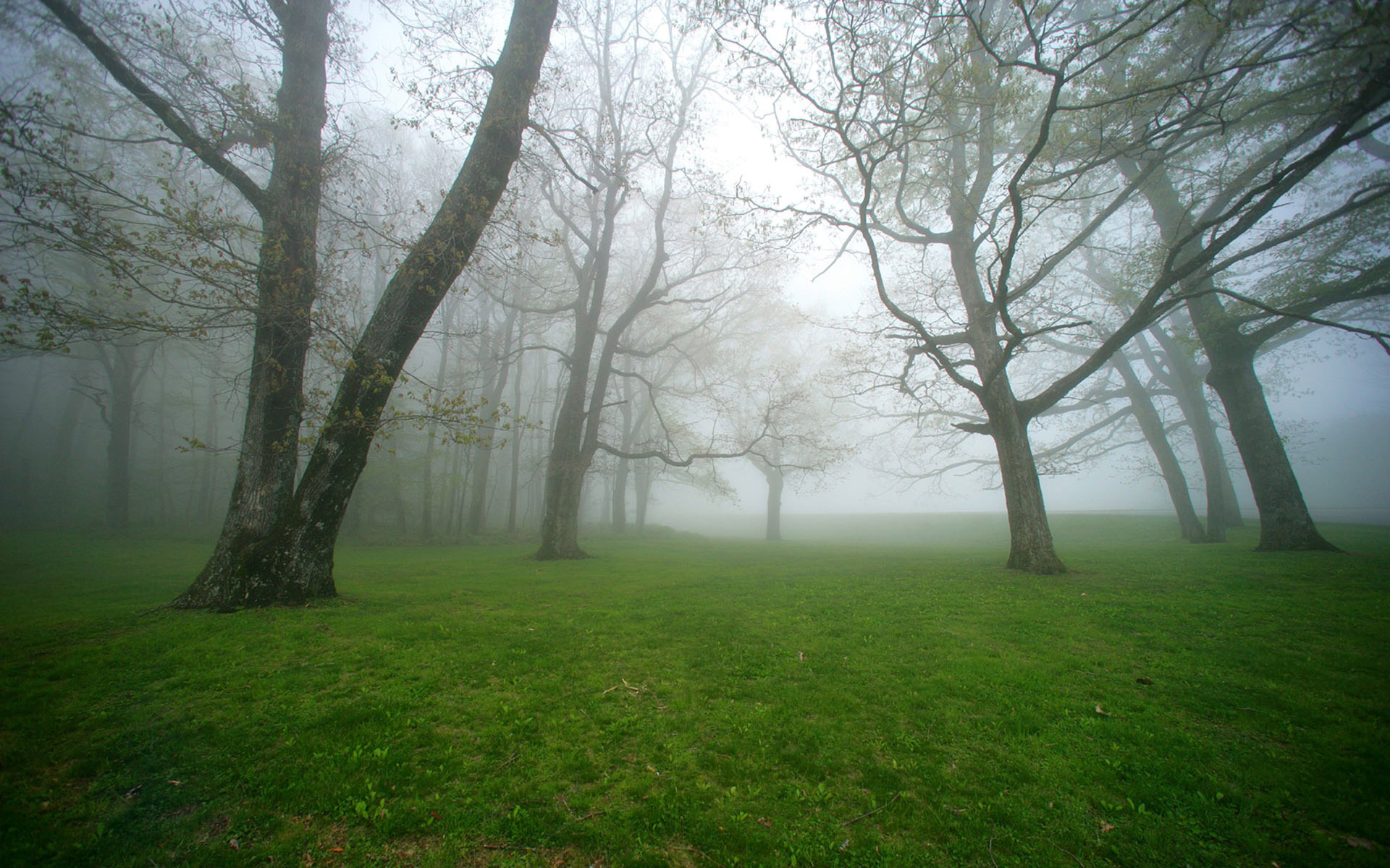 Foggy woods  Behind the Scenes / Virtual COO