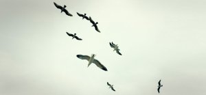 birds-flying-leadership-1940x900_34932